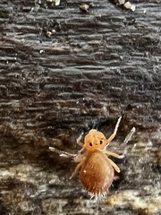 Dicyrtomina