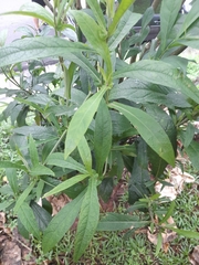 Ruellia simplex