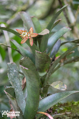 Aechmea nudicaulis