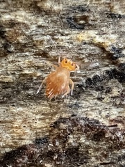 Dicyrtomina