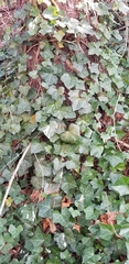 Hedera helix