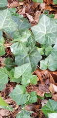 Hedera helix