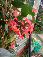 Ixora