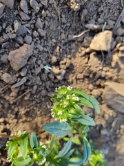 Leucocera sessiliflora