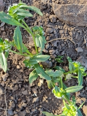 Leucocera sessiliflora