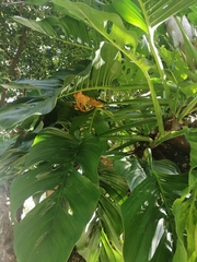 Monstera adansonii