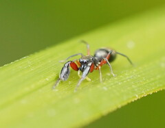 Myrmarachnini