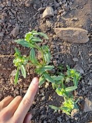 Leucocera sessiliflora