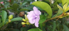 Brunfelsia pauciflora