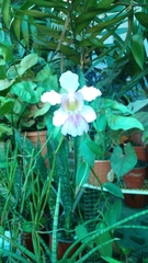 Papilionanthe