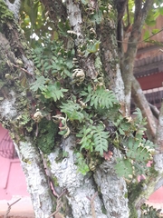 Pleopeltis polypodioides
