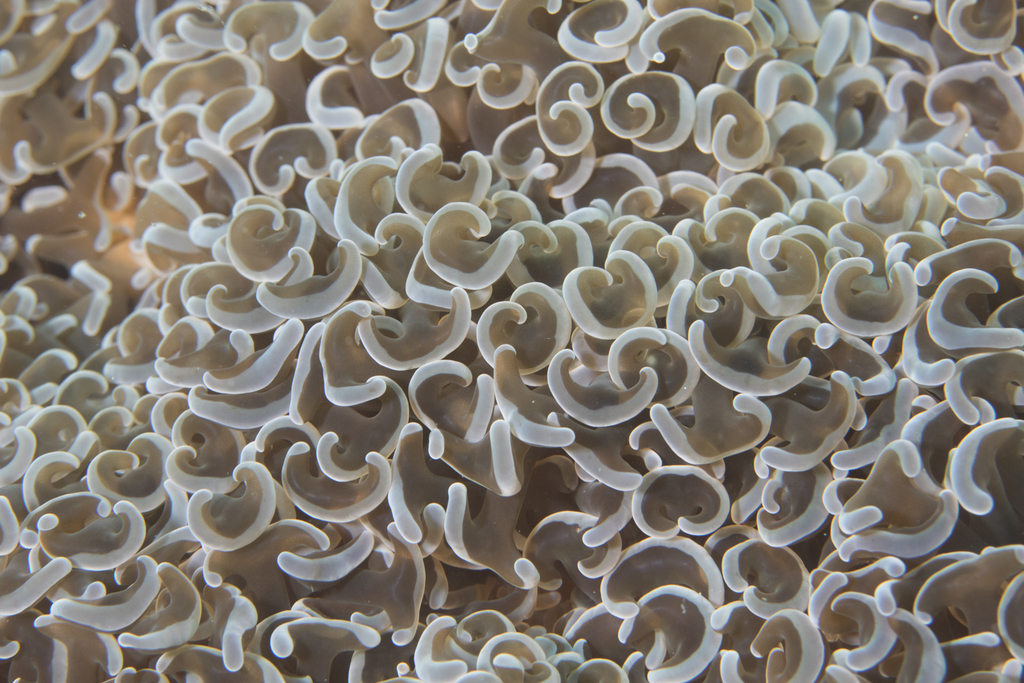 Euphylliidae