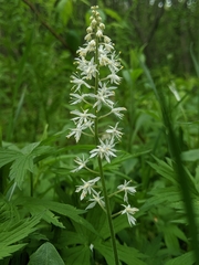 Tiarella