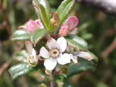 Philotheca hispidula