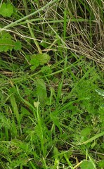 Medicago arabica