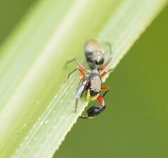 Myrmarachnini