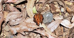 Heteronympha mirifica