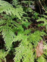Selaginella delicatula