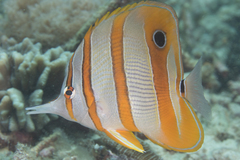 Chelmon rostratus