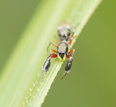 Myrmarachnini