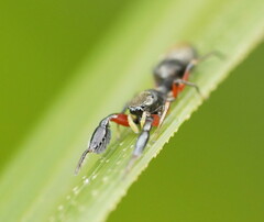 Myrmarachnini