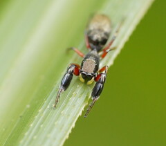 Myrmarachnini