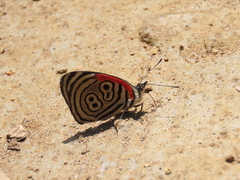 Diaethria clymena