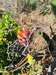 Eccremocarpus scaber