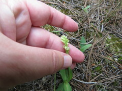 Neotinea maculata