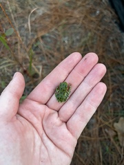 Hyla gratiosa