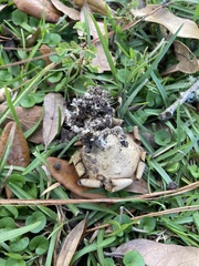 Scleroderma polyrhizum