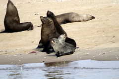 Arctocephalus pusillus pusillus