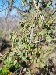 Eccremocarpus scaber