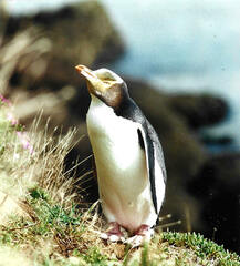 Megadyptes antipodes