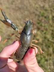 Procambarus simulans