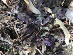 Ajuga australis
