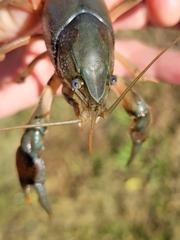 Procambarus simulans