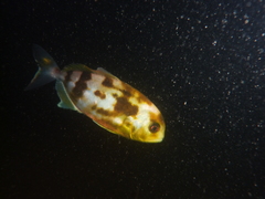 Seriola hippos