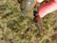 Procambarus simulans