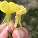 Oenothera parviflora - Photo (c) Jenn (McPhee) Dyson, algunos derechos reservados (CC BY-SA), subido por Jenn (McPhee) Dyson