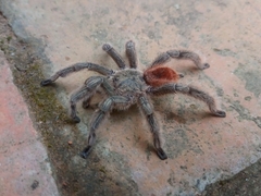 Pachistopelma rufonigrum