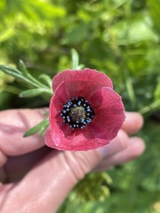 Papaver hybridum