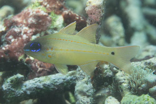 Cheek-spot cardinalfish (Ostorhinchus chrysopomus) — Apogonidae — 4