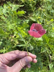 Papaver hybridum