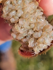 Procambarus simulans