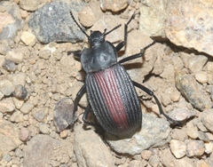 Eleodes suturalis