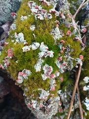 Cladonia pleurota