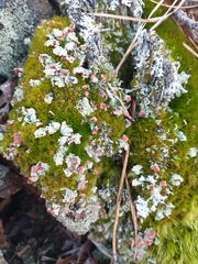 Cladonia pleurota