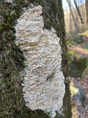 Rigidoporus