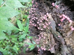 Marasmius haematocephalus